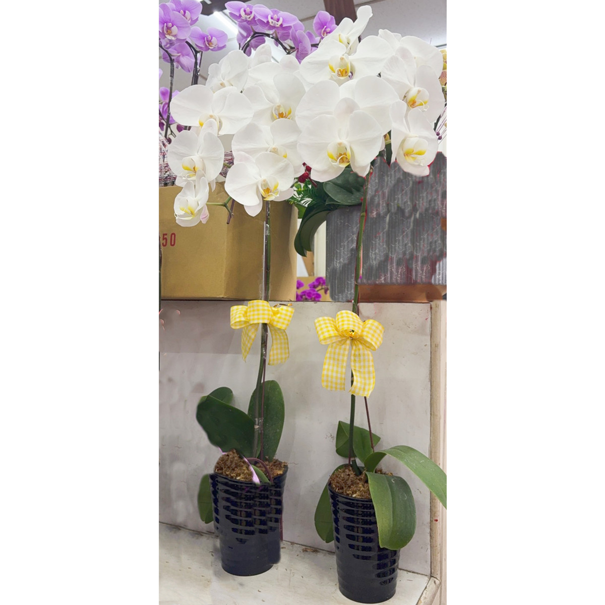 靈前小蘭花(白色)(限殯儀館內)