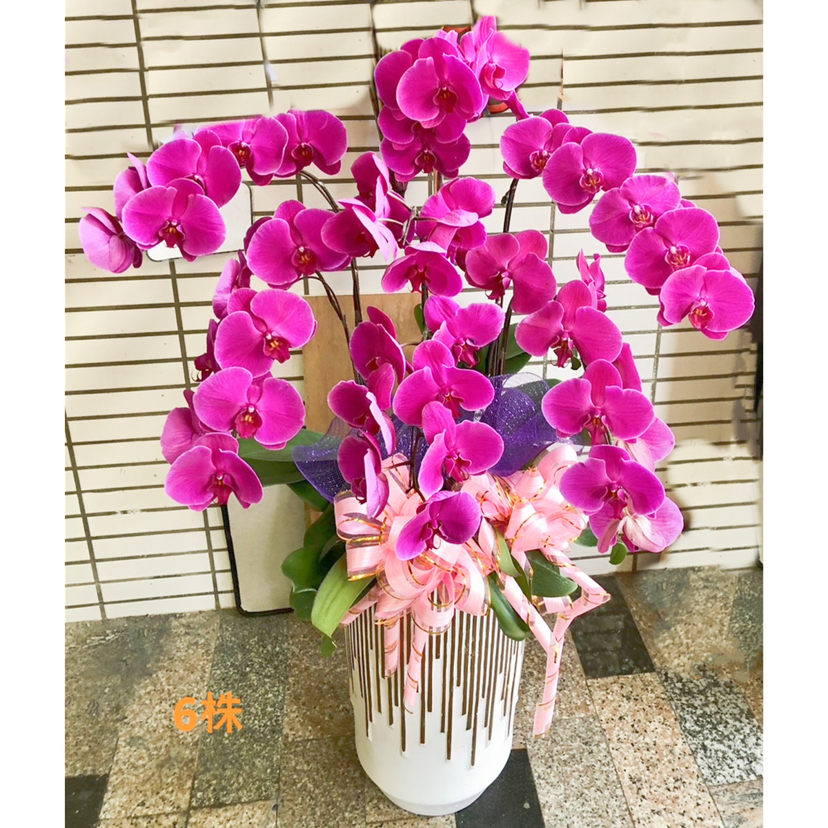 6株粉色蘭花盆