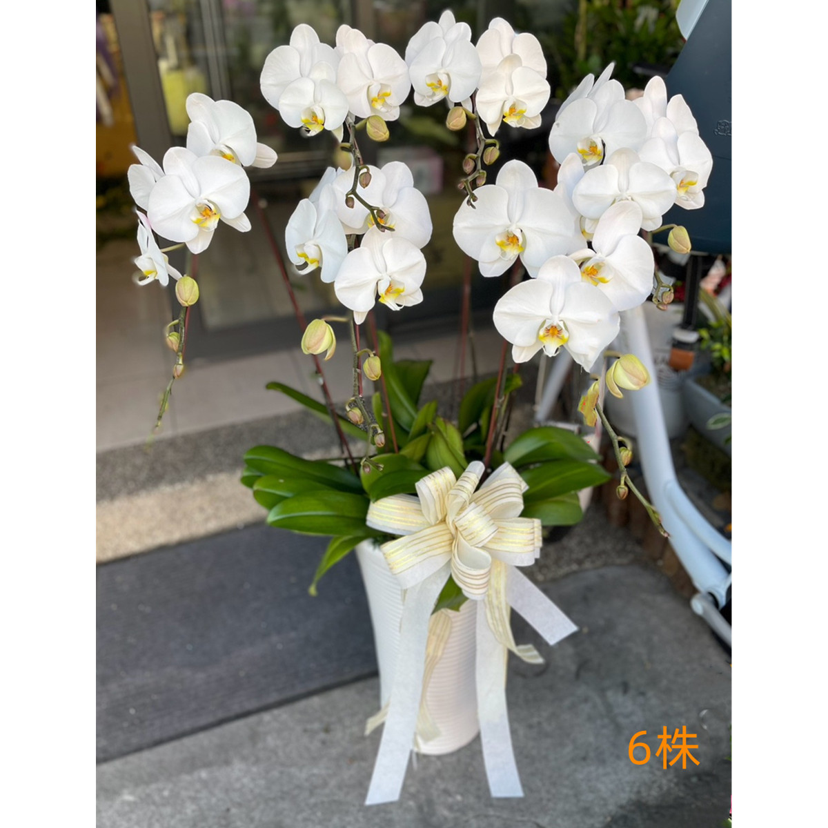 6株白色蘭花盆