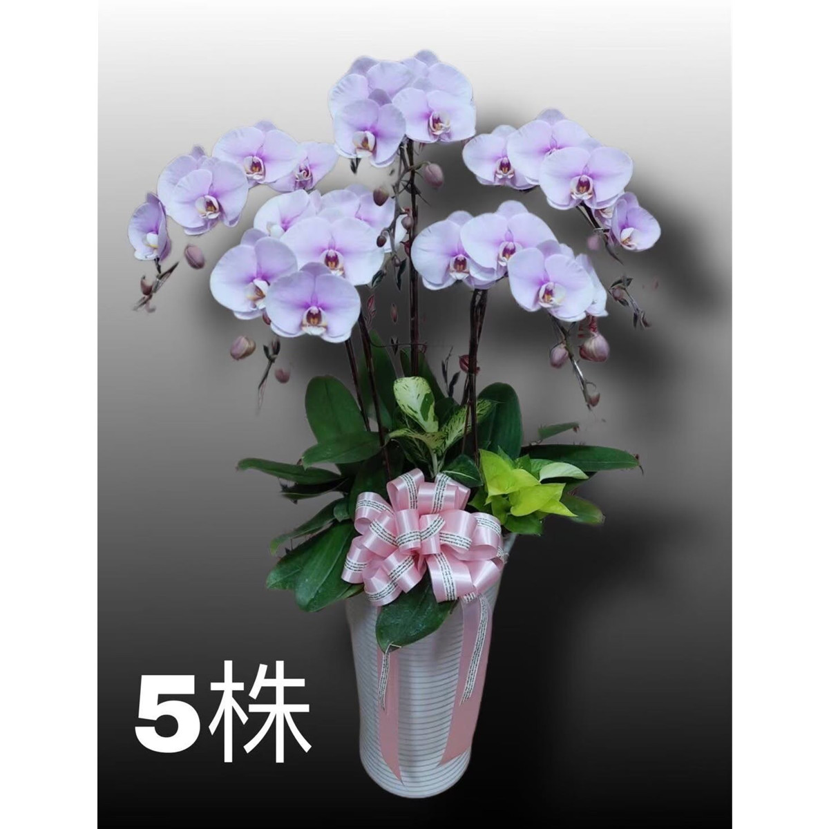 5株高盆蘭花(粉)
