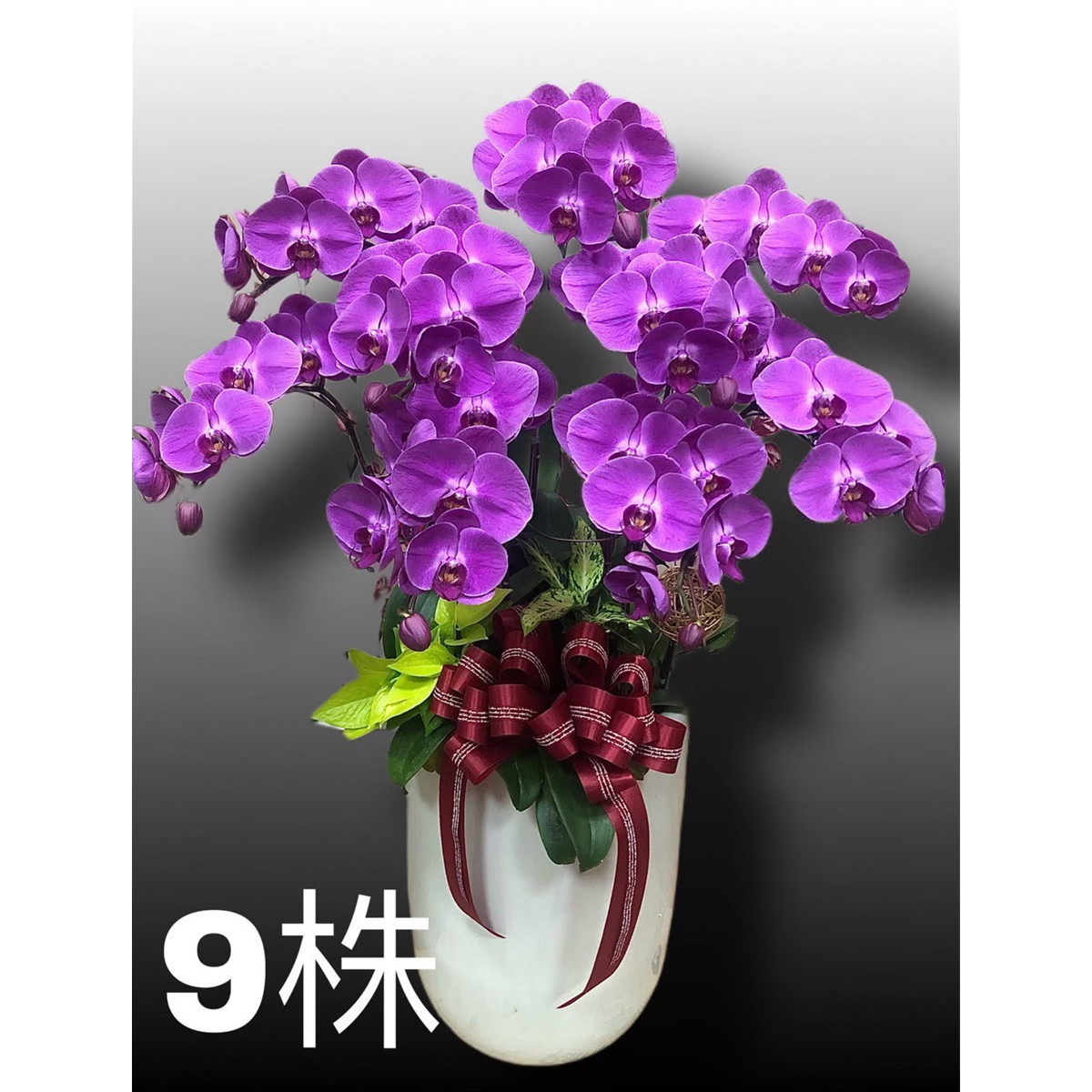 9株高盆蘭花(粉)