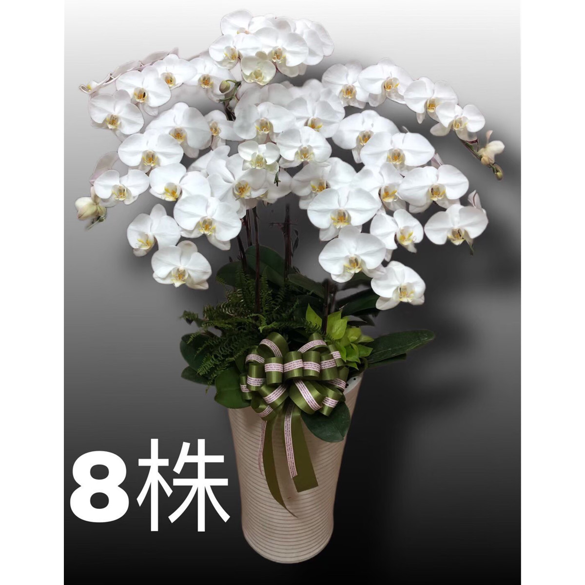 8株高盆蘭花(白)