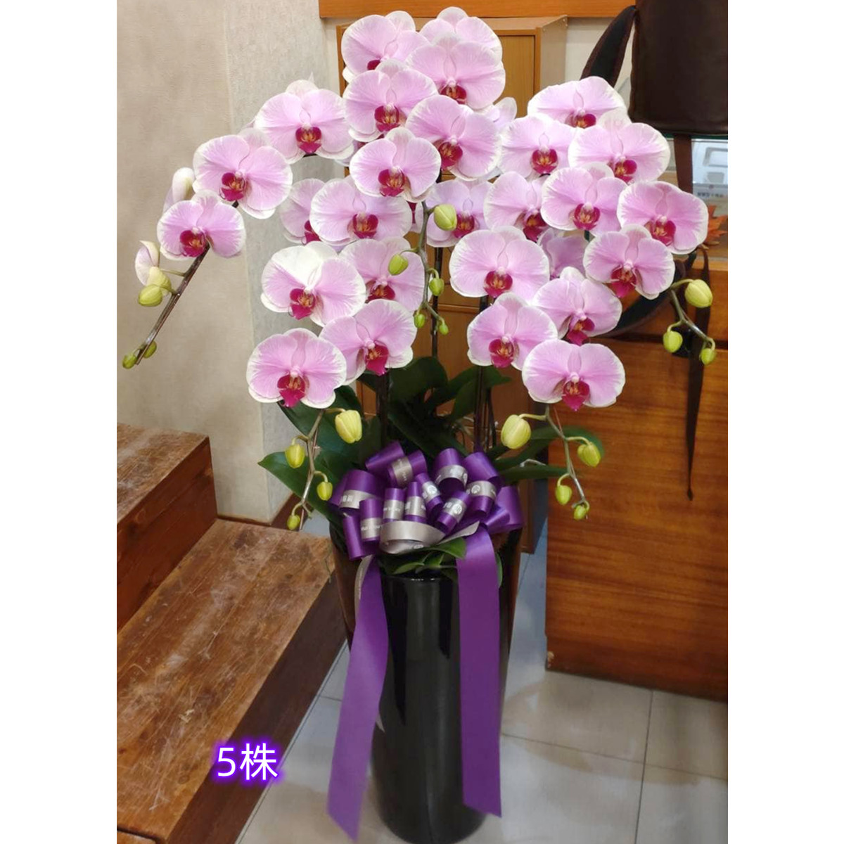 5株高盆蘭花(粉)