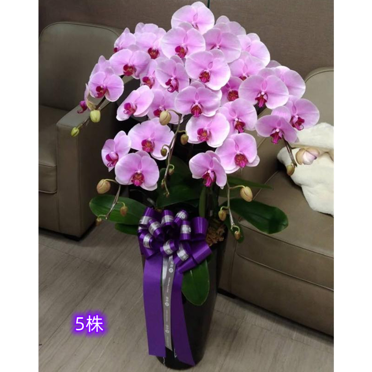 5株高盆蘭花(粉)
