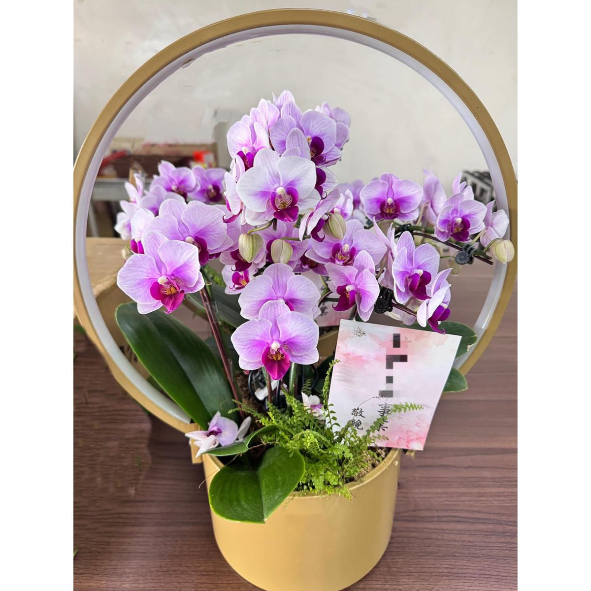 桌上型蘭花(粉)