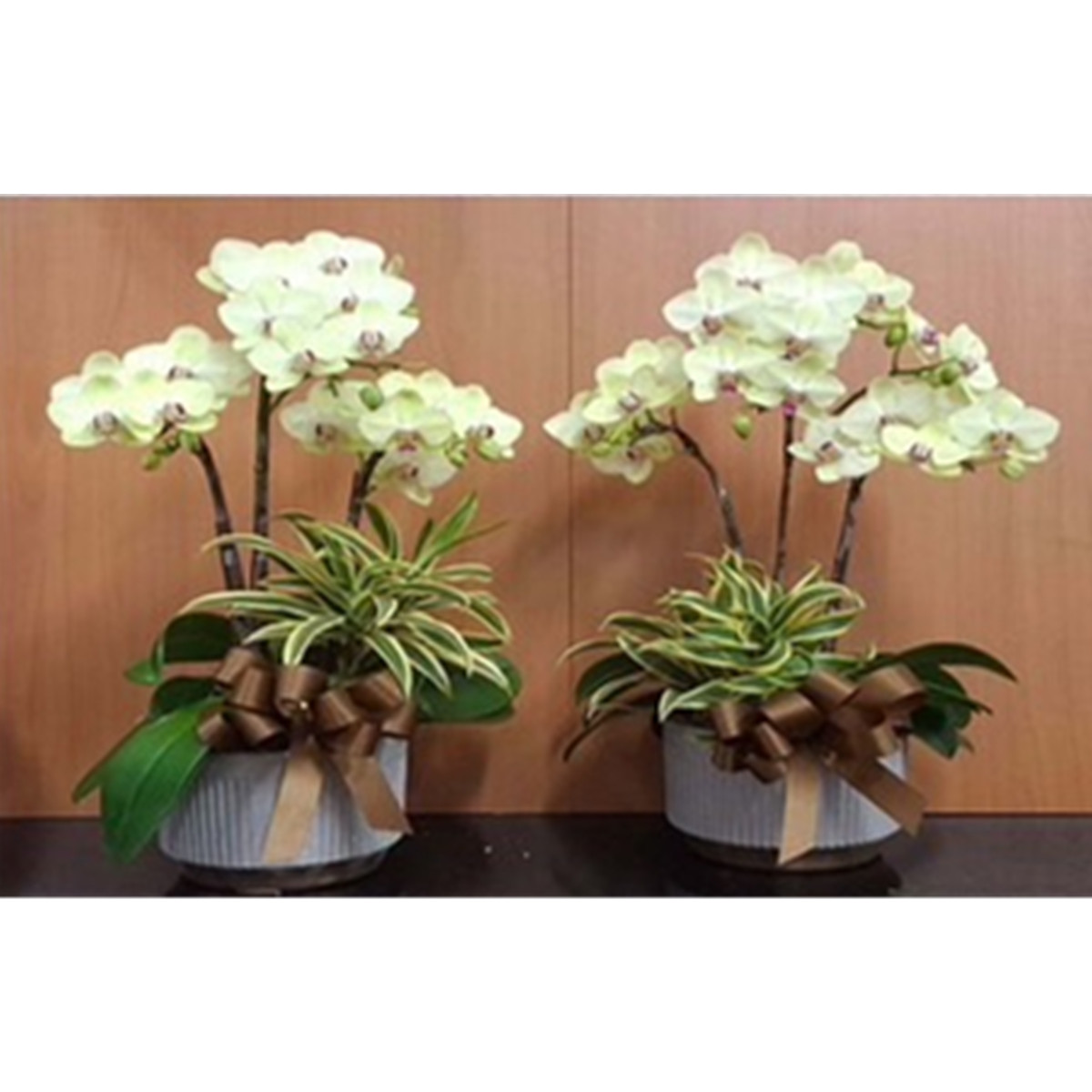 3株靈前小蘭花